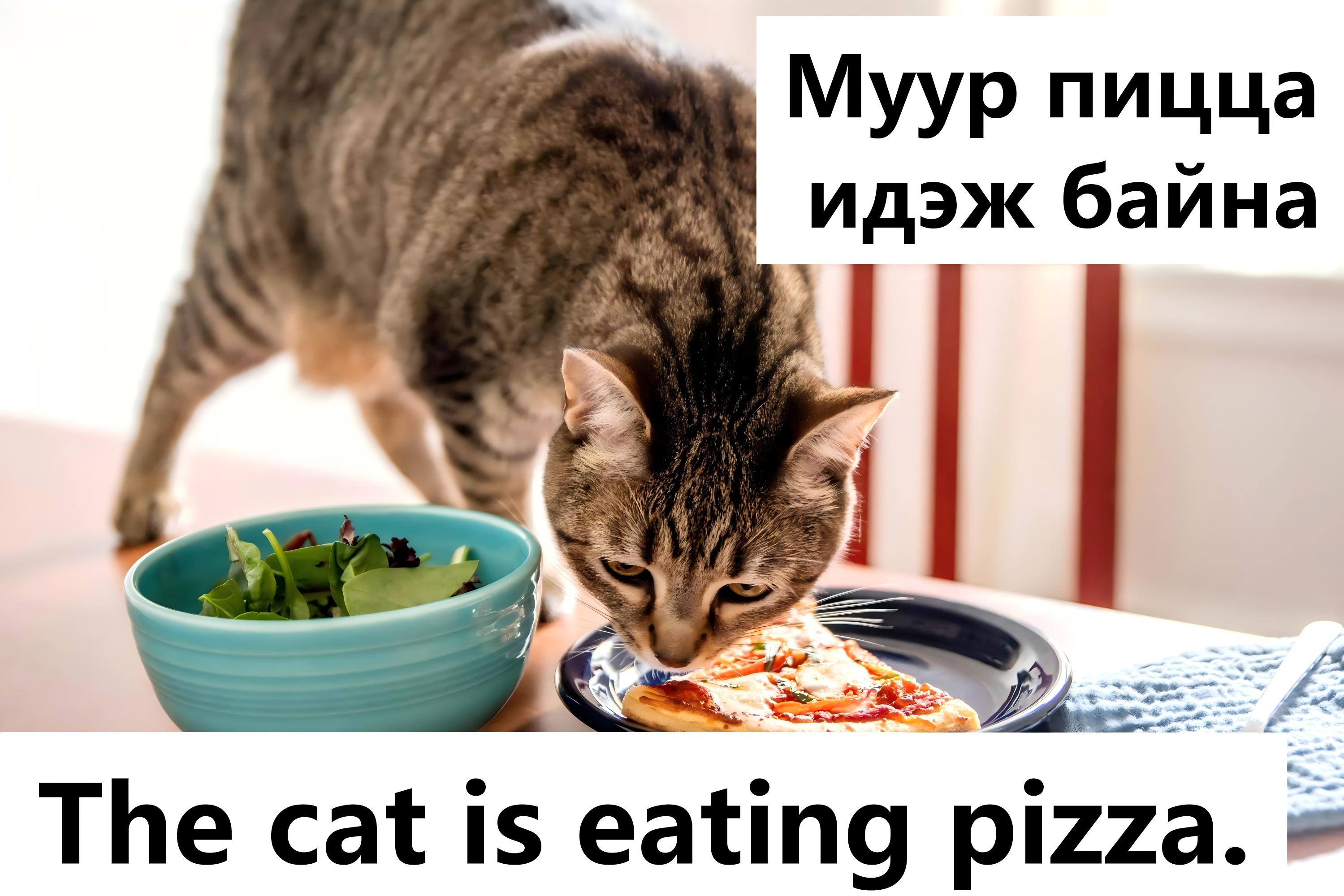 The cat is eating pizza