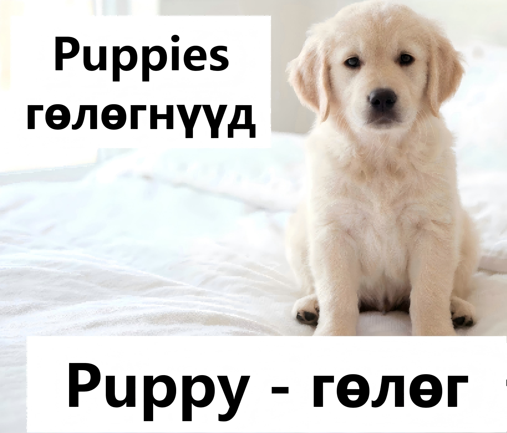 Puppy