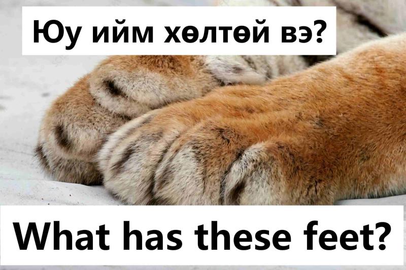 What has these feet?