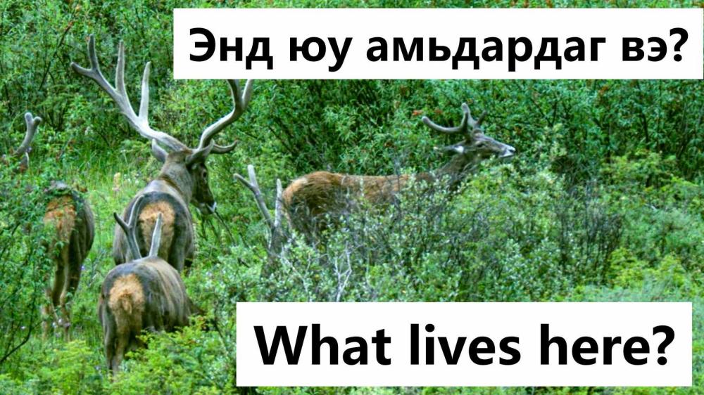 What lives here?