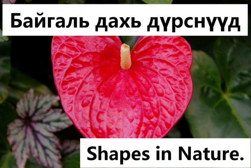 Shapes in nature